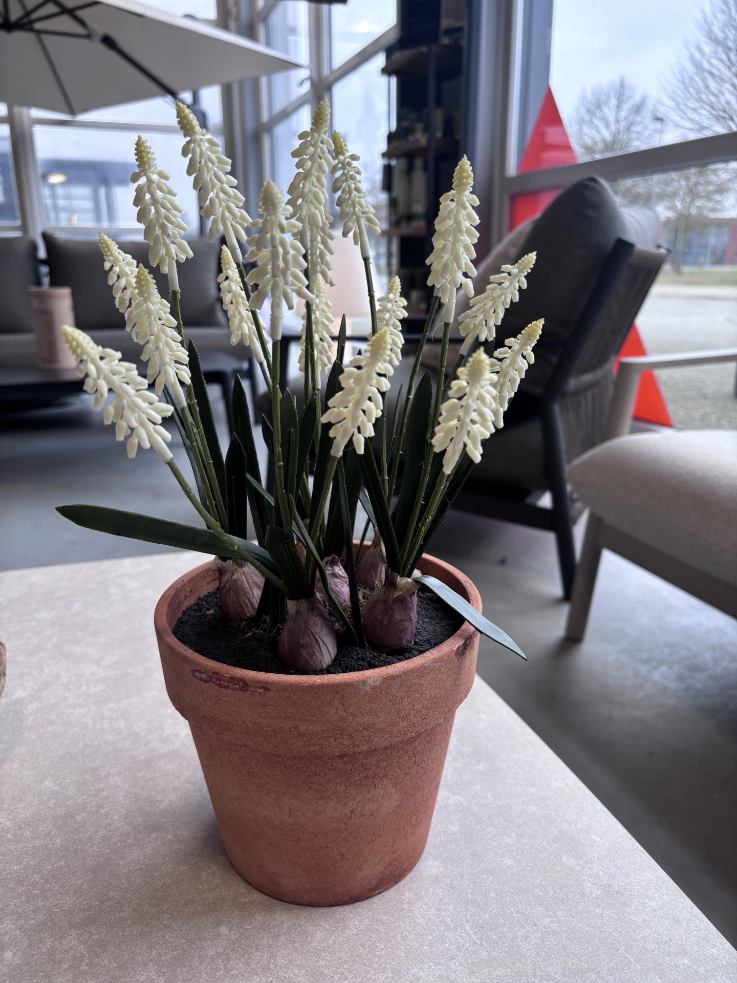 Lukkes Outdoor Witte Druifjes in Pot
