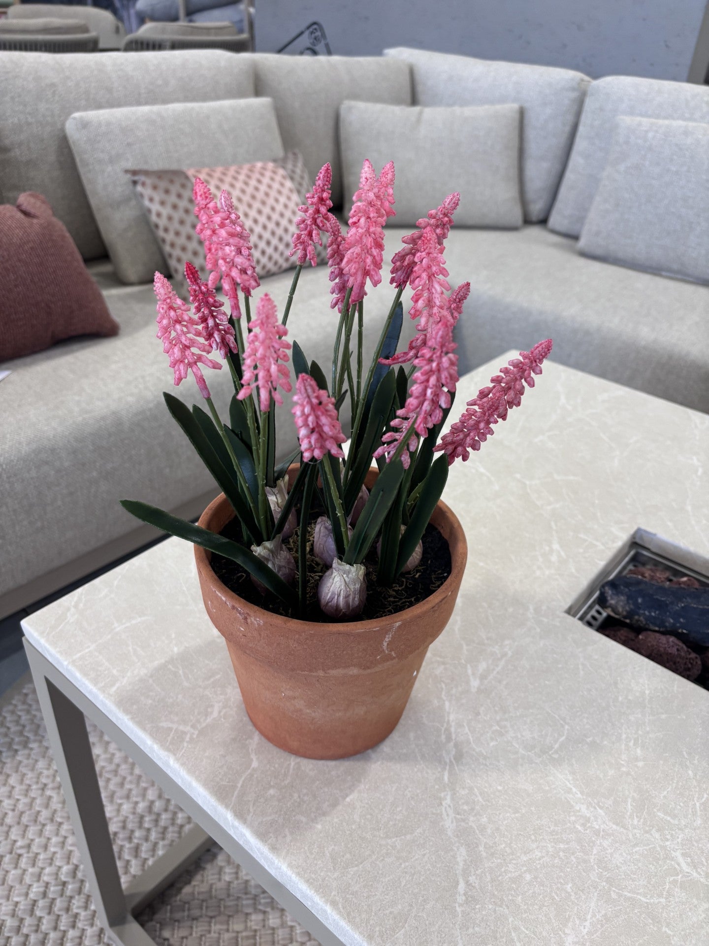 Lukkes Outdoor Roze Druifjes in Pot