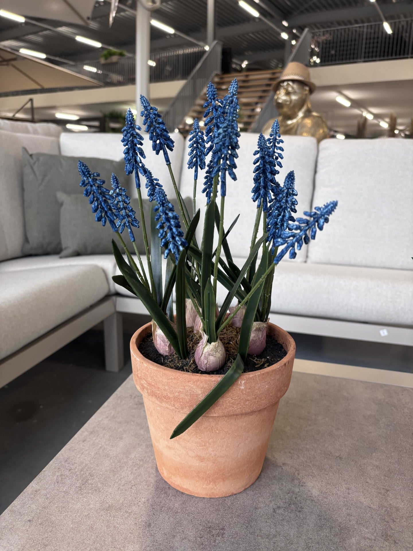 Lukkes Outdoor Blauwe Druifjes in Pot